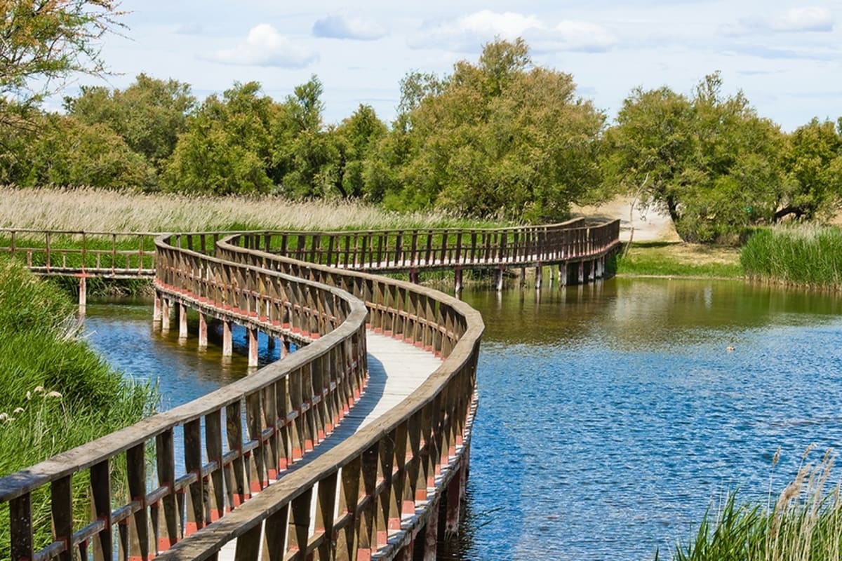 Pasarela de madera que serpentea sobre el agua entre carrizos en las Tablas de Daimiel