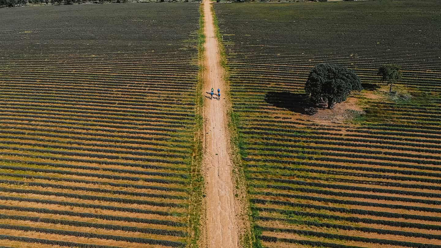 Vista aérea de un grupo de ciclistas por un camino de tierra entre campos de lavanda, junto a una encina